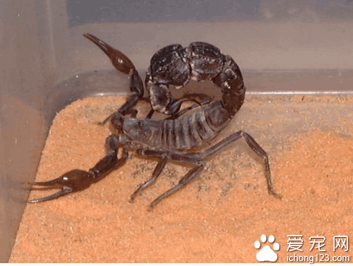 蝎子养殖方法（手把手教你如何养殖蝎子）-猎天资源库