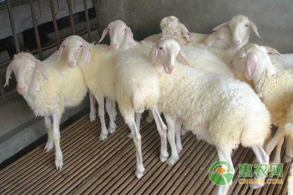 养羊利润大概多少 养羊的利润与成本是多少？-猎天资源库